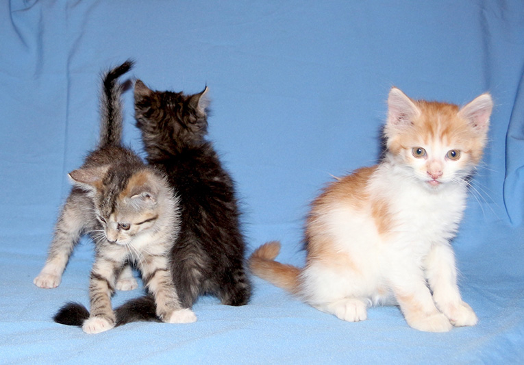 �������� ������ � ���